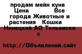 продам мейн куна › Цена ­ 15 000 - Все города Животные и растения » Кошки   . Ненецкий АО,Тельвиска с.